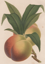Palmerston Peach